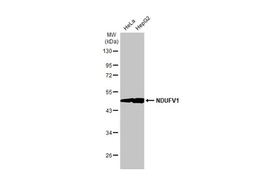 Western blot - Anti-NDUFV1 antibody [HL1600] (AB308175)