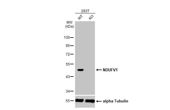 Western blot - Anti-NDUFV1 antibody [HL1600] (AB308175), expandable thumbnail