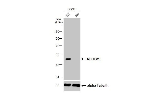 Western blot - Anti-NDUFV1 antibody [HL1600] (AB308175)