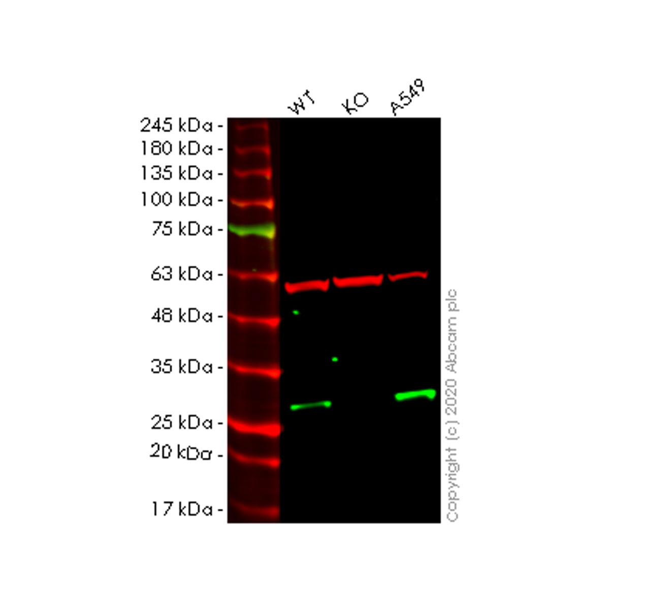 Western blot - Anti-NDUFV2 antibody [EPR15350(B)] - BSA and Azide free (AB250691), expandable thumbnail