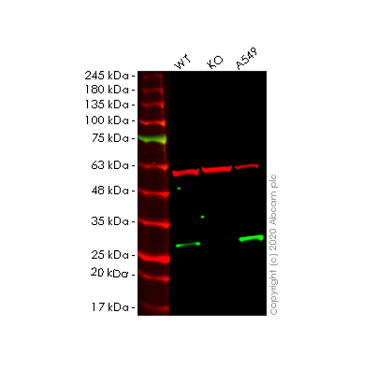 Western blot - Anti-NDUFV2 antibody [EPR15350(B)] - BSA and Azide free (AB250691)