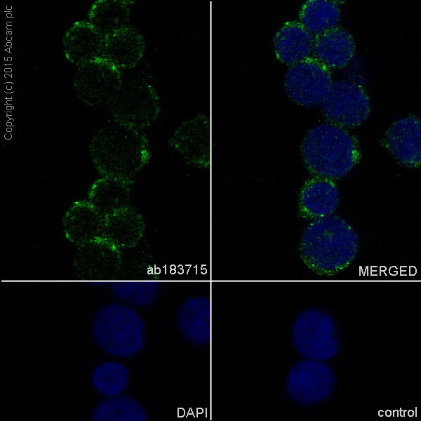 Immunocytochemistry/ Immunofluorescence - Anti-NDUFV2 antibody [EPR15351(B)] (AB183715)
