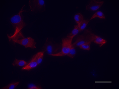 Anti-NEAS antibody [D8B7]