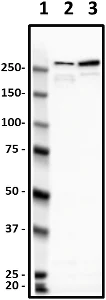 Western blot - Anti-NEAS antibody [D8B7] (AB11755)