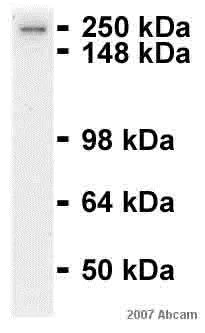 Western blot - Anti-NEAS antibody [D8B7] (AB11755)