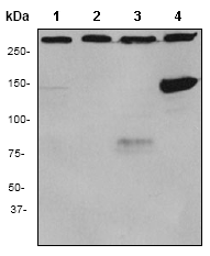 Western blot - Anti-NEAS antibody [EPR3017] - BSA and Azide free (AB239863), expandable thumbnail