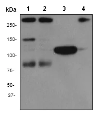 Western blot - Anti-NEAS antibody [EPR3017] - BSA and Azide free (AB239863)