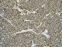 Immunohistochemistry (Formalin/PFA-fixed paraffin-embedded sections) - Anti-NEAS antibody [EPR3830-43] - BSA and Azide free (AB248472)