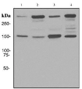 Western blot - Anti-NEAS antibody [EPR3830-43] - BSA and Azide free (AB248472)
