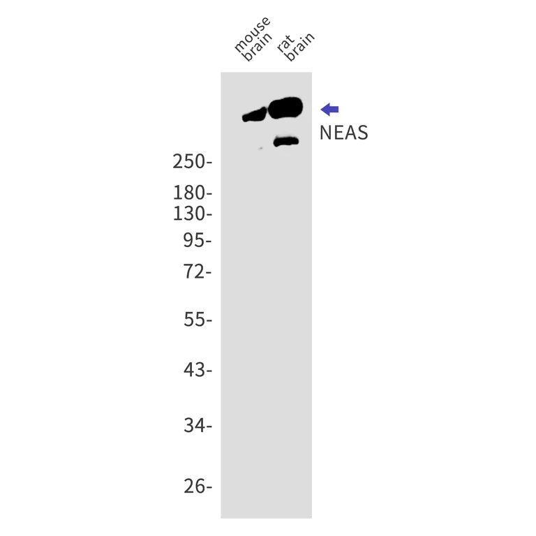 Western blot - Anti-NEAS Antibody [S08-7C6] (AB317392)