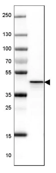 Western blot - Anti-NECAB1 antibody (AB224450)