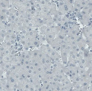 Immunohistochemistry (Formalin/PFA-fixed paraffin-embedded sections) - Anti-NECAB2 antibody [CL0524] (AB211464)
