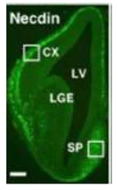 Immunohistochemistry (Frozen sections) - Anti-Necdin antibody (AB227908)