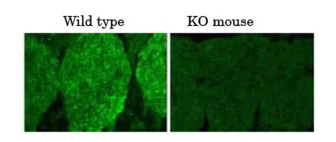 Immunohistochemistry (Frozen sections) - Anti-Necdin antibody (AB227908)