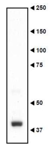 Western blot - Anti-Necdin antibody (AB227908)