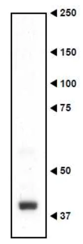 Western blot - Anti-Necdin antibody (AB227908)