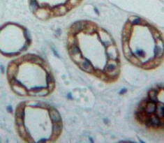 Immunohistochemistry (Formalin/PFA-fixed paraffin-embedded sections) - Anti-Nectin 2 antibody (AB233085)