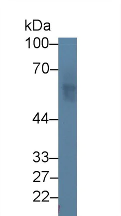 Western blot - Anti-Nectin 2 antibody (AB233085)