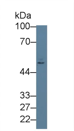 Western blot - Anti-Nectin 2 antibody (AB233085)