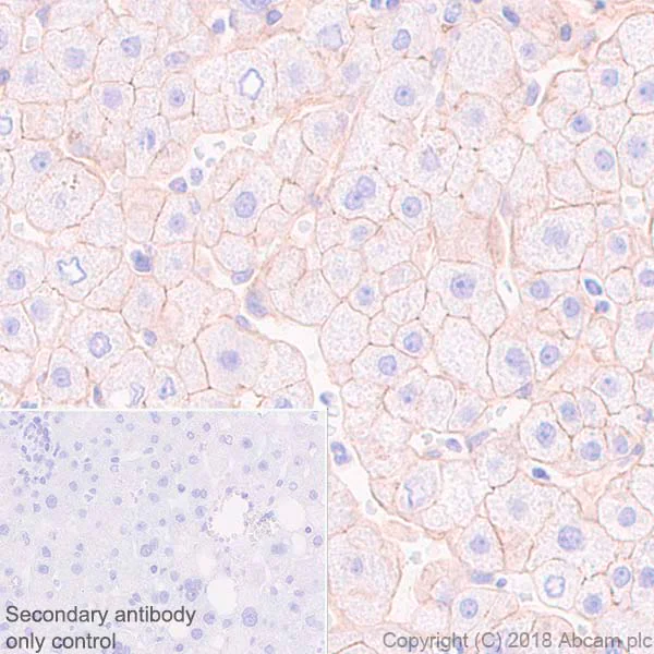 Immunohistochemistry (Formalin/PFA-fixed paraffin-embedded sections) - Anti-Nectin 2 antibody [EPR21124] (AB233384)