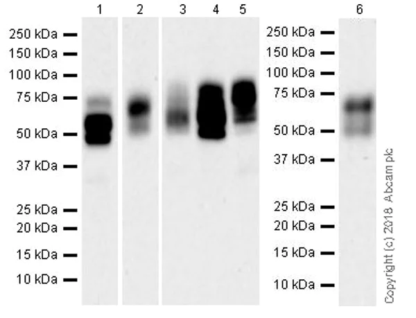 Western blot - Anti-Nectin 2 antibody [EPR21124] (AB233384)