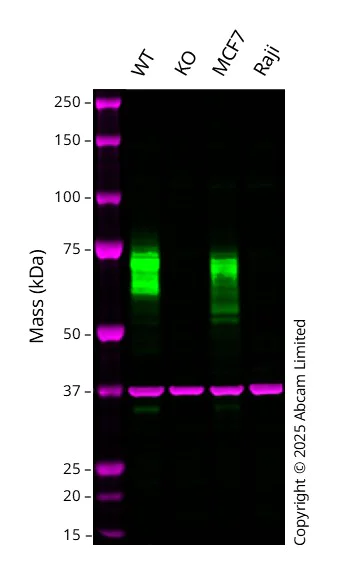 Western blot - Anti-Nectin 2 antibody [EPR21124] (AB233384)