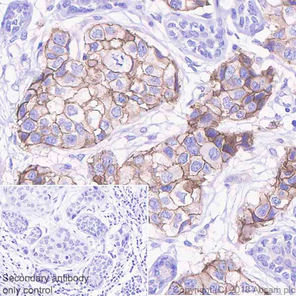 Immunohistochemistry (Formalin/PFA-fixed paraffin-embedded sections) - Anti-Nectin 2 antibody [EPR21124] - BSA and Azide free (AB239346)