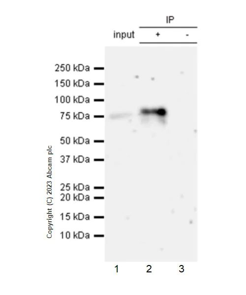 Immunoprecipitation - Anti-Nectin 2 antibody [EPR28277-22] (AB314229)