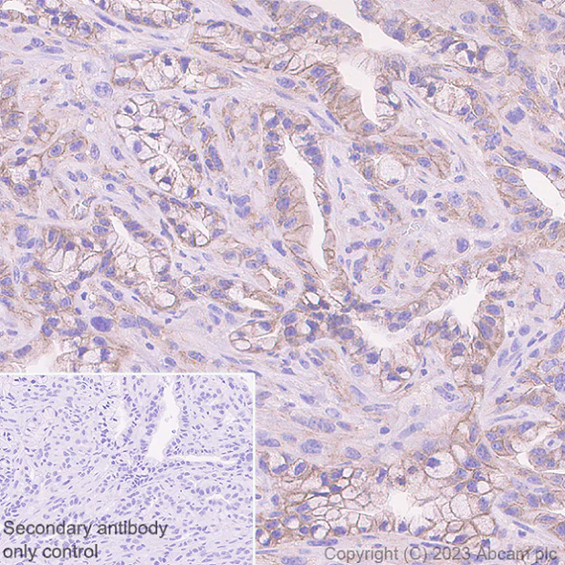 Immunohistochemistry (Formalin/PFA-fixed paraffin-embedded sections) - Anti-Nectin 2 antibody [EPR28277-22] - BSA and Azide free (AB314230)