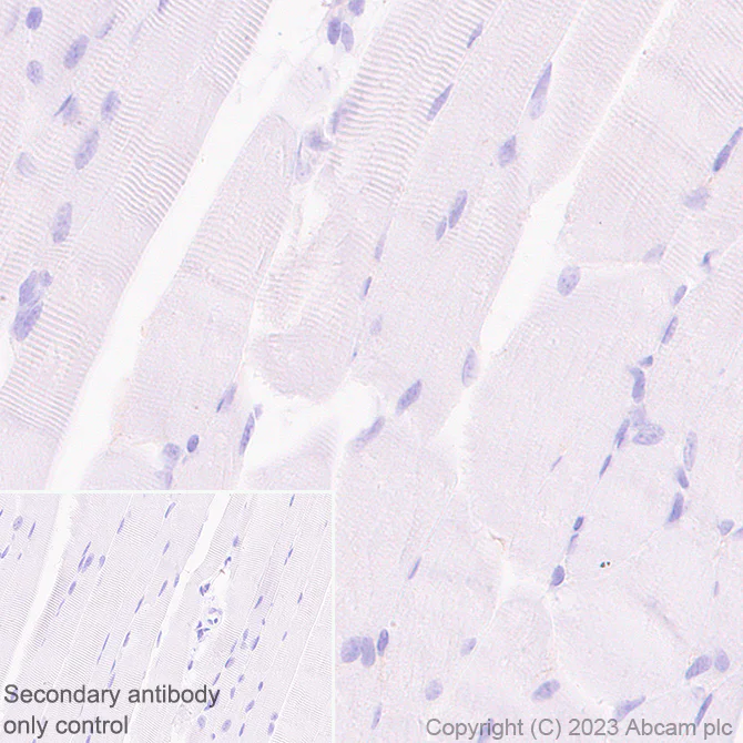 Immunohistochemistry (Formalin/PFA-fixed paraffin-embedded sections) - Anti-Nectin 2 antibody [EPR28277-22] - BSA and Azide free (AB314230)