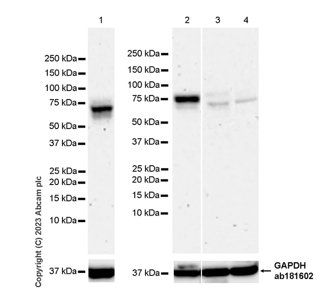 Western blot - Anti-Nectin 2 antibody [EPR28277-22] - BSA and Azide free (AB314230)
