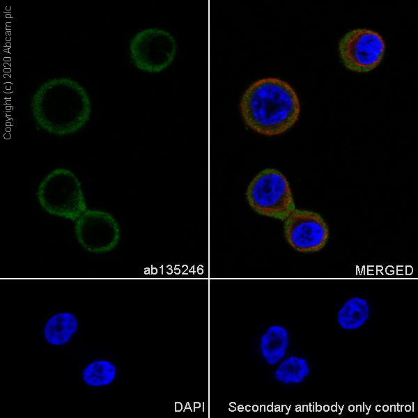 Immunocytochemistry/ Immunofluorescence - Anti-Nectin 2 antibody [EPR6717] (AB135246)