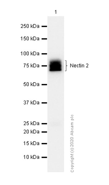 Western blot - Anti-Nectin 2 antibody [EPR6717] (AB135246)