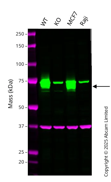 Western blot - Anti-Nectin 2 antibody [EPR6717] (AB135246)