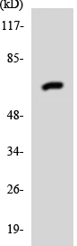 Western blot - Anti-Nectin 3 antibody (AB137961)