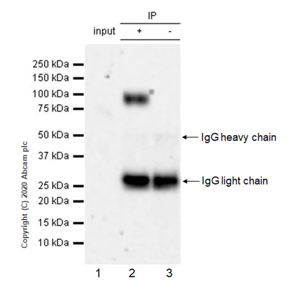 Immunoprecipitation - Anti-Nectin 3 antibody [EPR24274-4] - BSA and Azide free (AB278532)