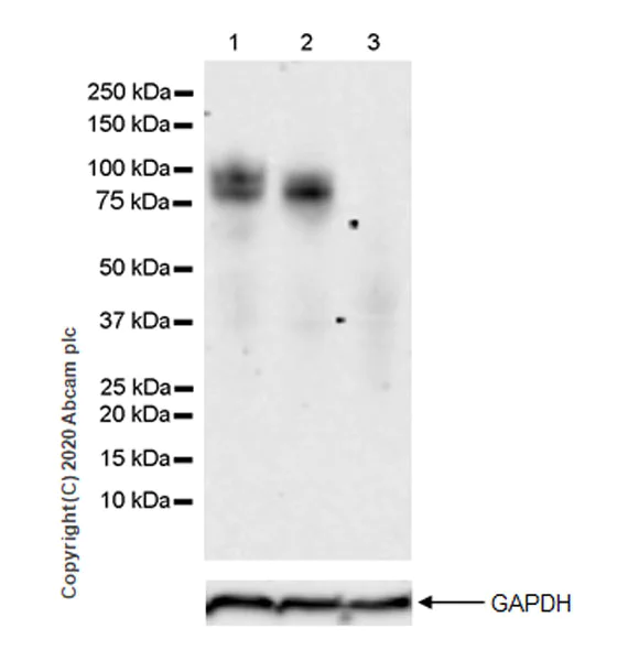 Western blot - Anti-Nectin 3 antibody [EPR24274-4] - BSA and Azide free (AB278532)
