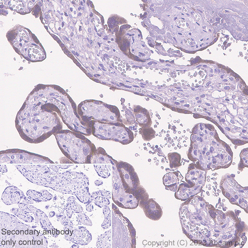 Immunohistochemistry (Formalin/PFA-fixed paraffin-embedded sections) - Anti-Nectin 3 antibody [EPR26326-22] - BSA and Azide free (ab314220), expandable thumbnail