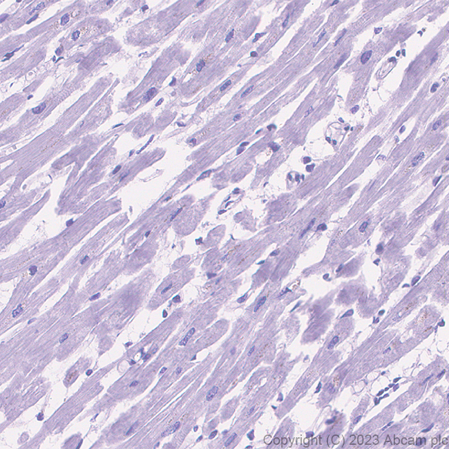 Immunohistochemistry (Formalin/PFA-fixed paraffin-embedded sections) - Anti-Nectin 3 antibody [EPR26326-22] - BSA and Azide free (AB314220), expandable thumbnail