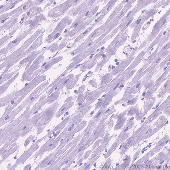 Immunohistochemistry (Formalin/PFA-fixed paraffin-embedded sections) - Anti-Nectin 3 antibody [EPR26326-22] - BSA and Azide free (AB314220)