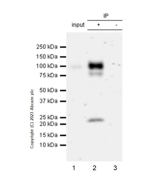 Immunoprecipitation - Anti-Nectin 3 antibody [EPR26326-22] - BSA and Azide free (AB314220), expandable thumbnail