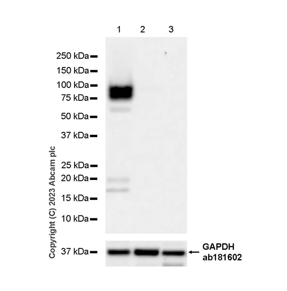 Western blot - Anti-Nectin 3 antibody [EPR26326-22] - BSA and Azide free (AB314220)
