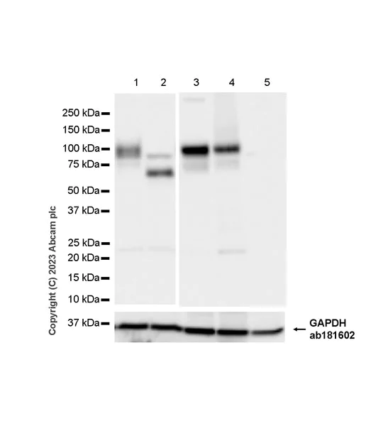 Western blot - Anti-Nectin 3 antibody [EPR26326-22] - BSA and Azide free (AB314220)