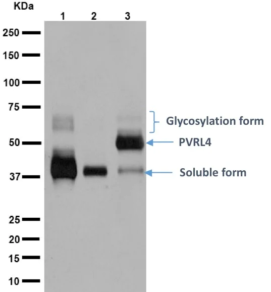 Western blot - Anti-Nectin-4 antibody [EPR15613-68] (AB192033)