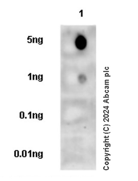 Dot Blot - Anti-Nectin-4 antibody [EPR29074-48] - BSA and Azide free (AB317269), expandable thumbnail