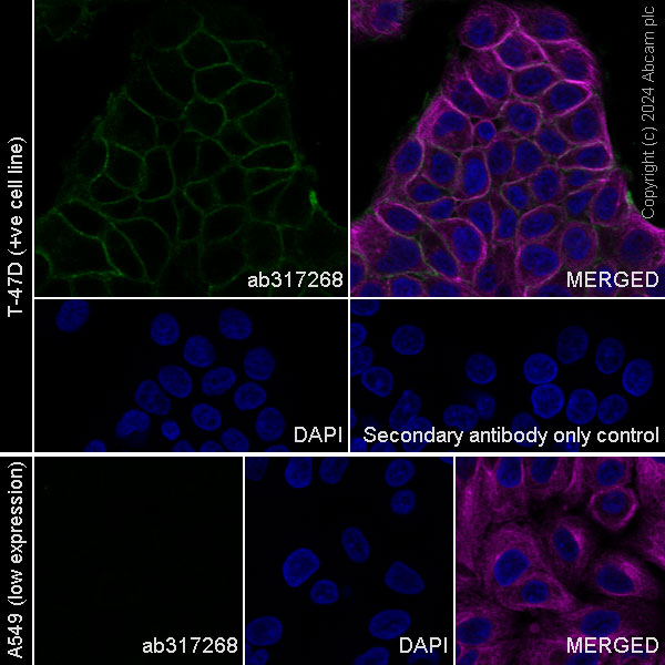 Immunocytochemistry/ Immunofluorescence - Anti-Nectin-4 antibody [EPR29074-48] - BSA and Azide free (AB317269), expandable thumbnail