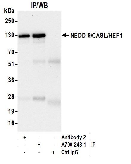 Immunoprecipitation - Anti-NEDD-9/CASL/HEF1 antibody [BLR248L] - BSA free (AB314111), expandable thumbnail