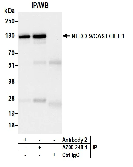 Immunoprecipitation - Anti-NEDD-9/CASL/HEF1 antibody [BLR248L] - BSA free (AB314111)