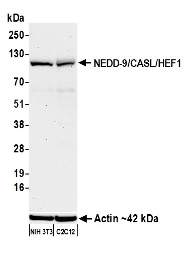 Western blot - Anti-NEDD-9/CASL/HEF1 antibody [BLR248L] - BSA free (AB314111), expandable thumbnail