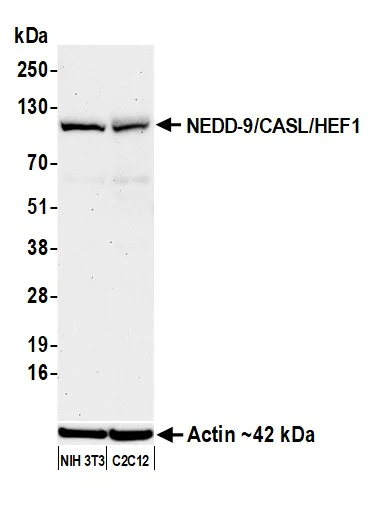 Western blot - Anti-NEDD-9/CASL/HEF1 antibody [BLR248L] - BSA free (AB314111)